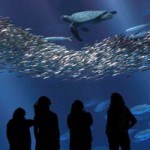 Подводный мир в океанариуме Monterey Bay